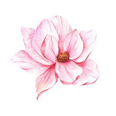 Magnolia Watercolor Illustration. Pink Magnolia Isolated On white. Wedding Flower, Spring Flower. Floral Watercolor Illustration. Magnolia Blossom