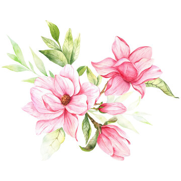 Magnolia Flower Watercolor Illustration, Magnolia Bouquet, Pink Magnolia Branch, Watercolor Floral Illustration isolated on white