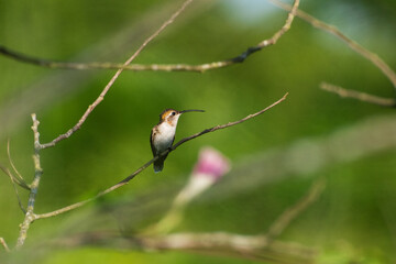 Colibrí