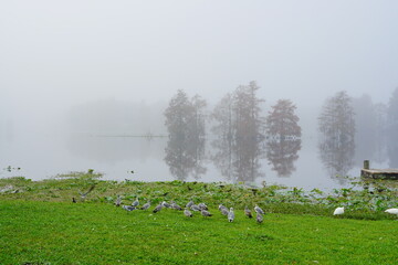 Naklejka premium Morning Fog on Hillsborough river at Tampa, Florida 