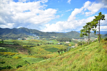 Obraz premium vineyard in region country