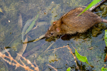 Gros rat aux yeux noirs dans un ruisseau