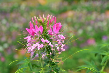 Colorful flowers and morning sunshine.	