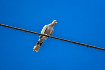 Pigeon perché sur un fil électrique avec un regard furtif et un ciel bleu  © ksfilmr