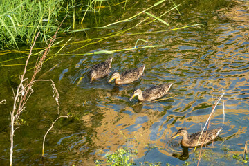 Trois canards femelles nageant sur l'eau 