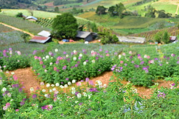 flowers in the meadow