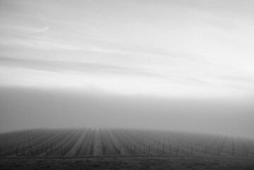 Fog settles on a hilltop of an Oregon vineyard, obscuring the end of vineyard rows as they flow to the horizon, green grass between rows. 