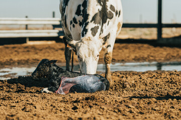 the mother starts to lick her newborn calf © Samuel Perales
