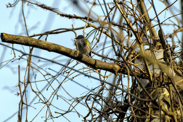 bird on a tree