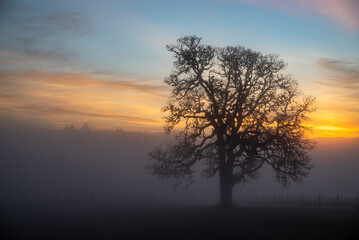 A winter oak tree stands in front of a vineyard, fog obscuring the vines and adding glow to the sky from the setting sun behind the tree. 