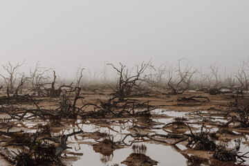 Bosque de manglar