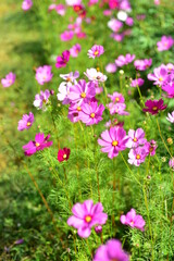 Colorful flowers and morning sunshine	