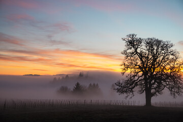 Fototapeta na wymiar A winter oak tree stands in front of a vineyard, fog obscuring the vines and adding glow to the sky from the setting sun behind the tree. 