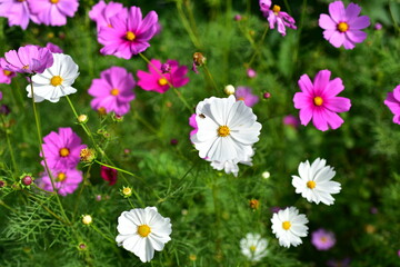 Fototapeta premium beautiful flowers and green leaves.Green leaves with beautiful sunlight Used as a background image