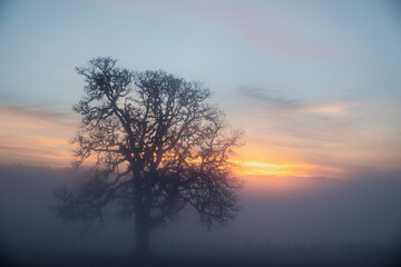 Naklejka na ściany i meble A stunning view of an oak tree in winter surrounded by fog, sunset colors streaking the sky behind as the last light fades, fog obscuring the vineyard vines below the oak.