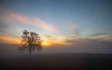 Obraz na płótnie Canvas A stunning view of an oak tree in winter surrounded by fog, sunset colors streaking the sky behind as the last light fades, fog obscuring the vineyard vines below the oak.