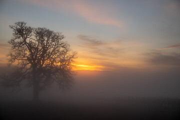 Fototapeta na wymiar A stunning view of an oak tree in winter surrounded by fog, sunset colors streaking the sky behind as the last light fades, fog obscuring the vineyard vines below the oak.