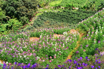 flowers in the garden