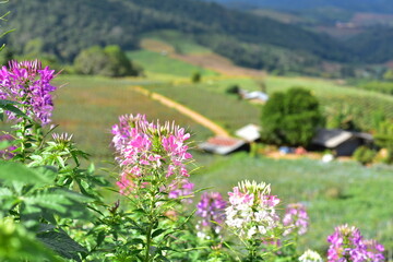 Fototapeta premium beautiful flowers and green leaves.Green leaves with beautiful sunlight Used as a background image