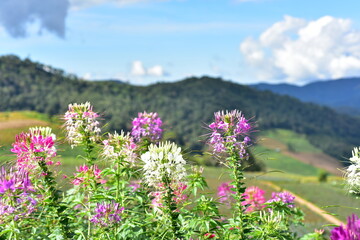 Obraz premium Colorful flowers and morning sunshine. 