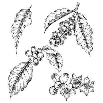 hand drawn illustration of coffee plant in engraved style, isolated on white background