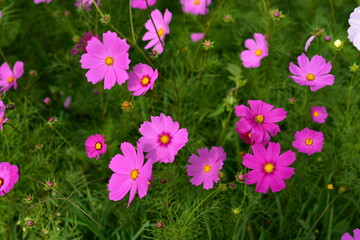 Obraz premium beautiful flowers and green leaves.Green leaves with beautiful sunlight Used as a background image