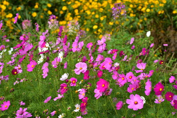 Fototapeta premium Colorful flowers and morning sunshine 