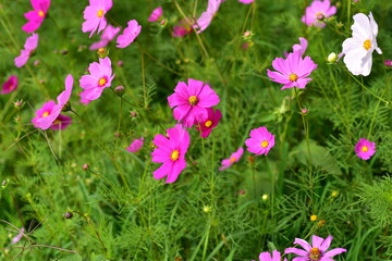 Fototapeta premium Beautiful flowers and green leaves with light in the morning 