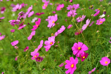 Obraz premium Colorful flowers and morning sunshine 