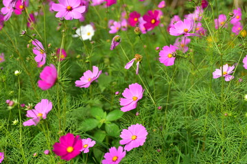 Beautiful flowers and green leaves with light in the morning	