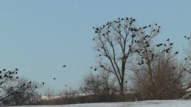 A flock of birds sits on a tree in winter against a blue sky. Birds take off from the branches in slow motion. Bird silhouettes. Wildlife bird footage.