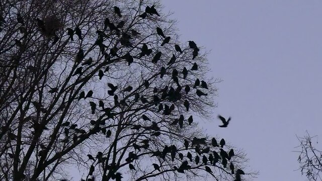 A flock of birds sits on a tree and takes off in slow motion. Bird silhouettes. Wildlife bird footage.