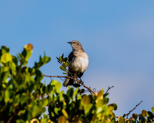 bird looking to the right