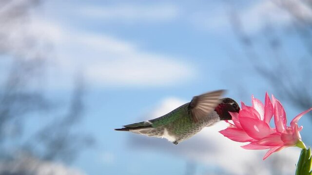 Male Hummingbird Visiting pink Flower, slow motion with zoom effect, blue sky and clouds in distance