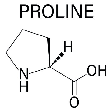 Proline or l-proline, Pro, amino acid molecule. Skeletal formula.
