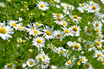 Young blooming chamomile in a summer field