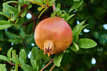 Ripe pomegranate fruit on a branch with leaves in the garden close-up