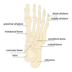 Human foot bones anatomy sketch Vector orthopedic medicine. Skeleton of the phalanges of the ankles and toes, cuboid, metatarsal, navicular and sphenoid bones