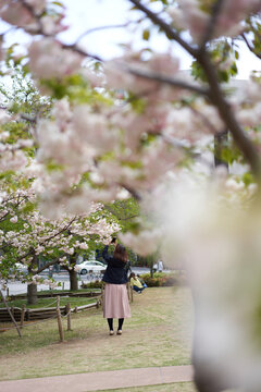 A woman taking a picture of Yae Sakura in full bloom in the office district of Tokyo with a smartphone