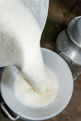 pouring fresh milk from the bucket into the pitcher