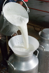 pouring fresh milk from the bucket into the pitcher