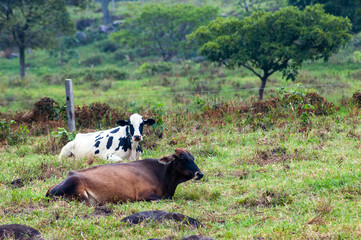 dairy cows resting on the pasture