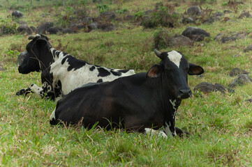 dairy cows resting in the paddock - obrazy, fototapety, plakaty