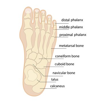 Human foot bones anatomy sketch Vector orthopedic medicine. Skeleton of the phalanges of the ankles and toes, cuboid, metatarsal, navicular and sphenoid bones
