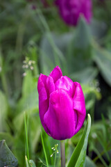 Tulip Purple Prince in the garden in spring
