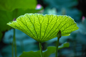 Close-up of green lotus leaves