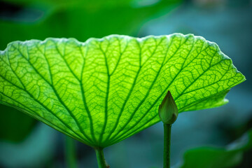 Close-up of green lotus leaves
