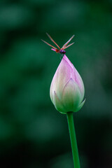 Obraz premium Red dragonflies on lotus flowers