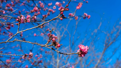 梅の花”Japanese apricot tree”