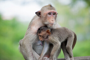 Fototapeta premium 可愛いサル